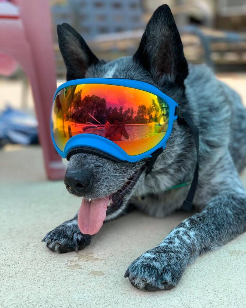 Board & Train Programs for Dogs in Valdosta BlackPaw K9 Solutions