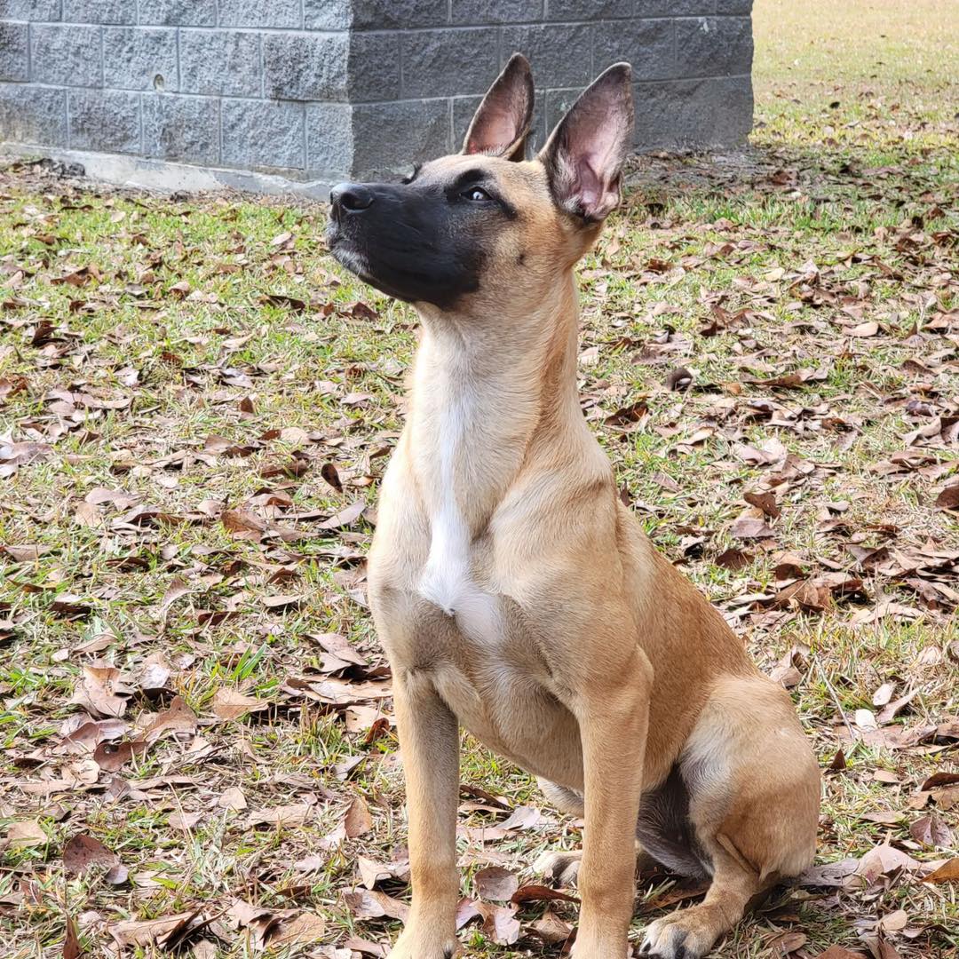 Board & Train Programs for Dogs in Valdosta BlackPaw K9 Solutions